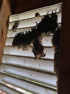 Bats in the attic