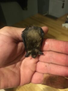 Bat