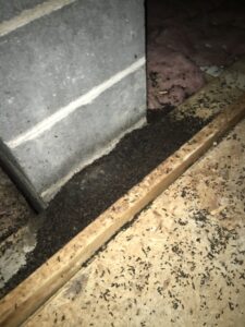 Bat droppings in attic