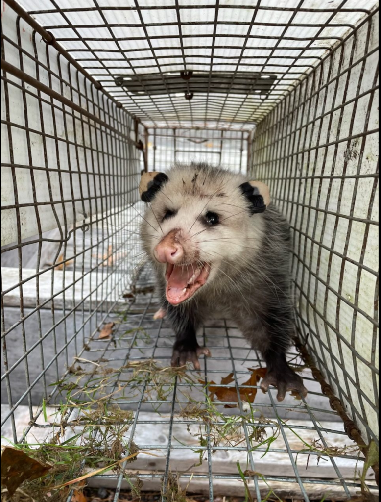 opossum