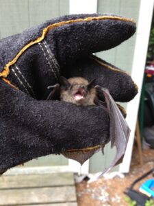 Bat